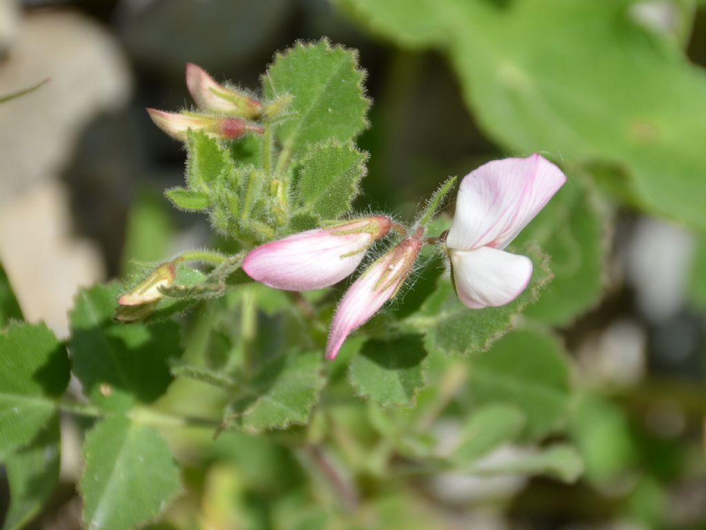 Ononis rotundifolia / Ononis a foglie tonde